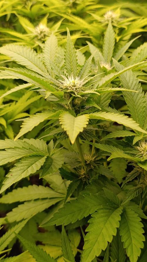 Super Lemon Cherry. Week 10