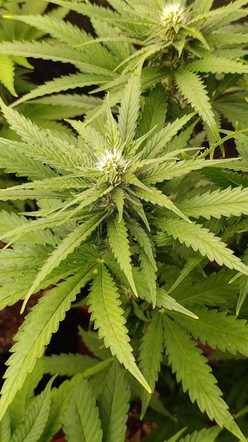 Super Lemon Cherry. Week 10