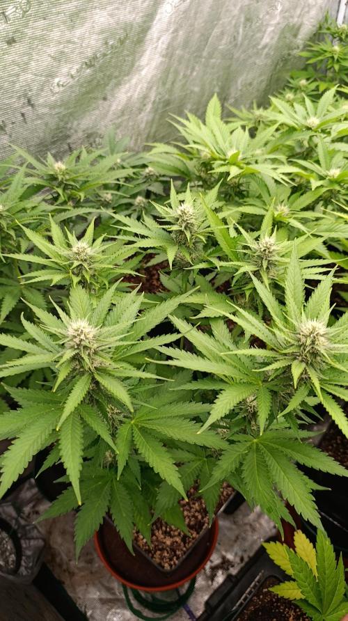 Pink Guava F1 FV. Week 11