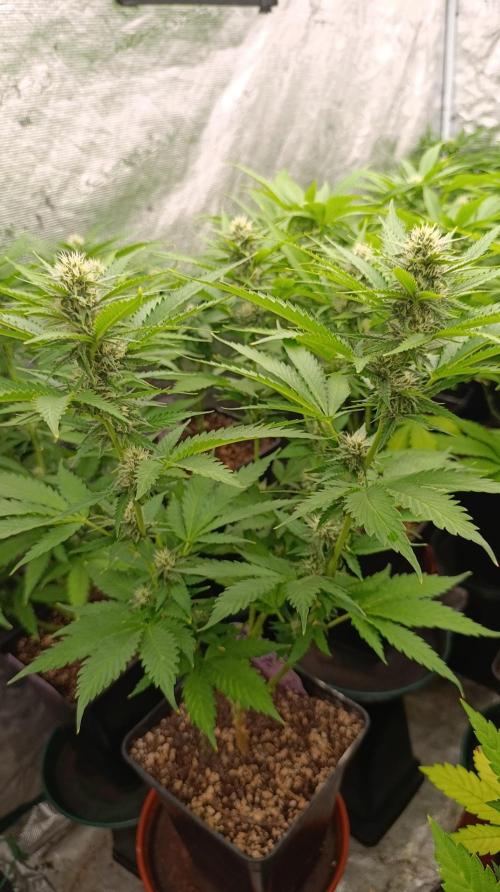Pink Guava F1 FV. Week 11