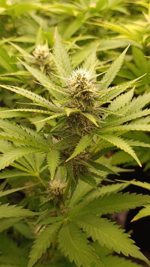 Pink Guava F1 FV. Week 11