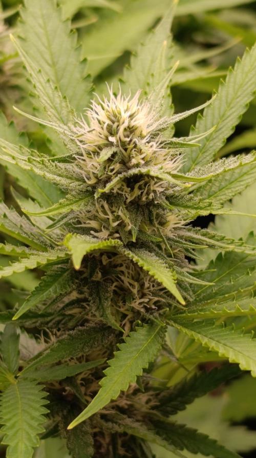 Pink Guava F1 FV. Week 11