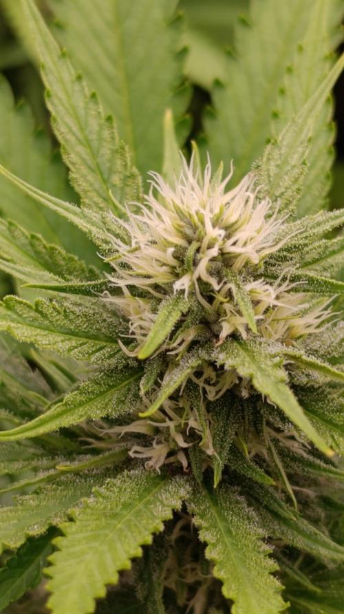 Pink Guava F1 FV. Week 11