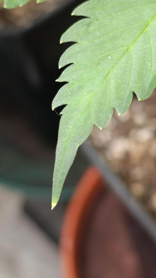 Pink Guava F1 FV. Week 11