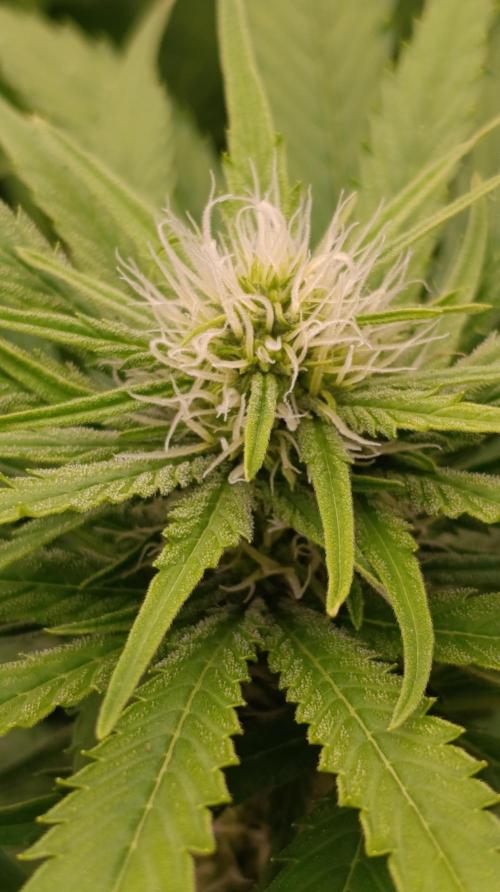 Gelonade. Week 11