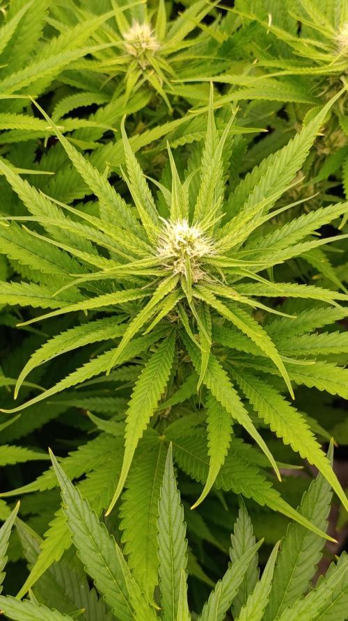 Gelonade. Week 11