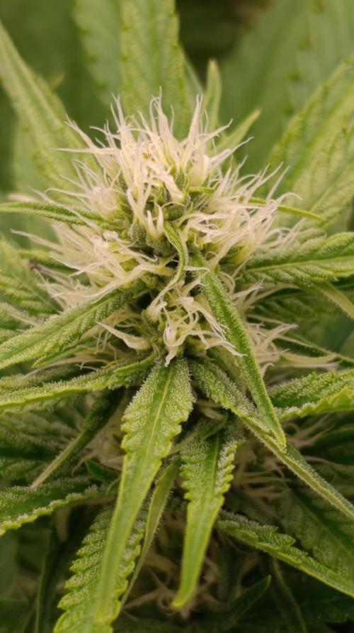 Gelonade. Week 11