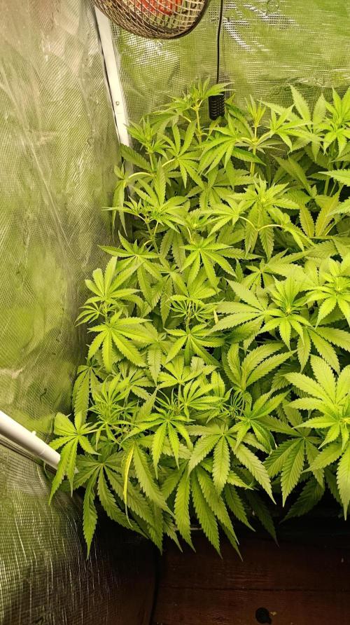 Lemon Parmesan. Week 7