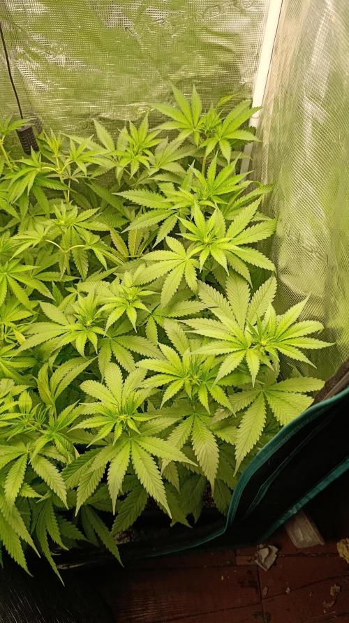 Variegated Parmigiano. Week 7