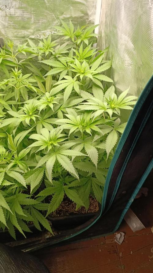 Variegated Parmigiano. Week 7