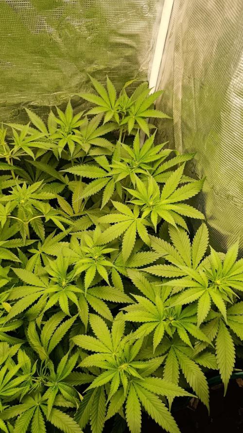 Variegated Parmigiano. Week 7