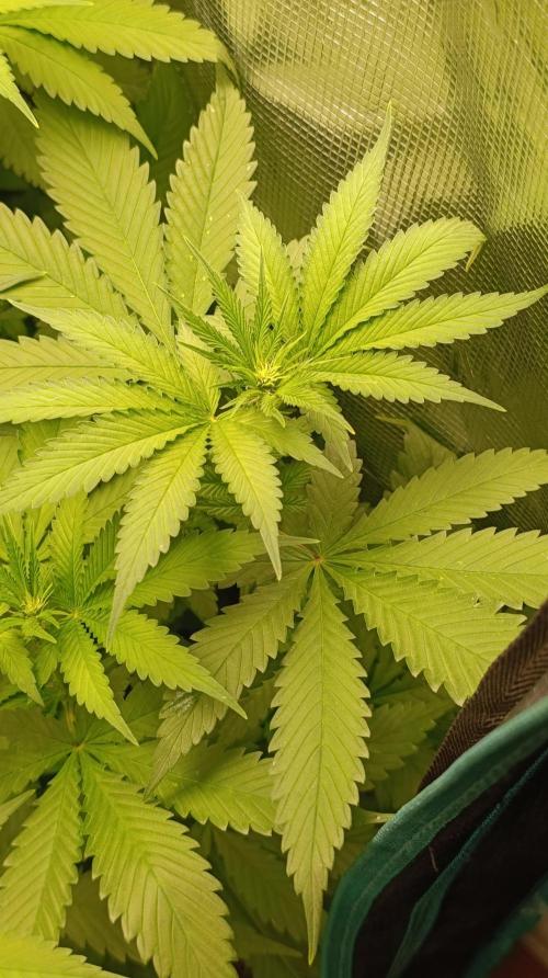 Variegated Parmigiano. Week 7