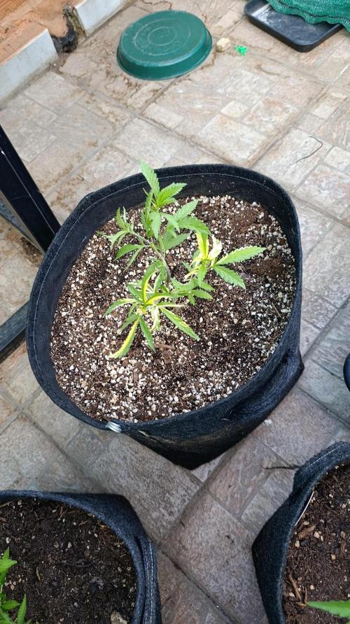 Variegated Parmigiano. Week 7