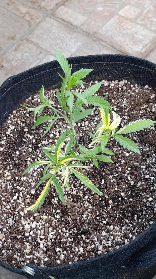 Variegated Parmigiano. Week 7
