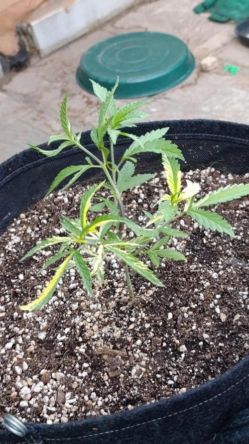Variegated Parmigiano. Week 7