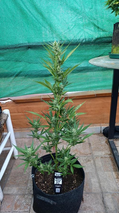 Strawberry Gorilla Rf3 Auto. Week 7