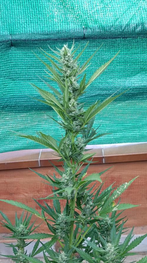 Strawberry Gorilla Rf3 Auto. Week 7