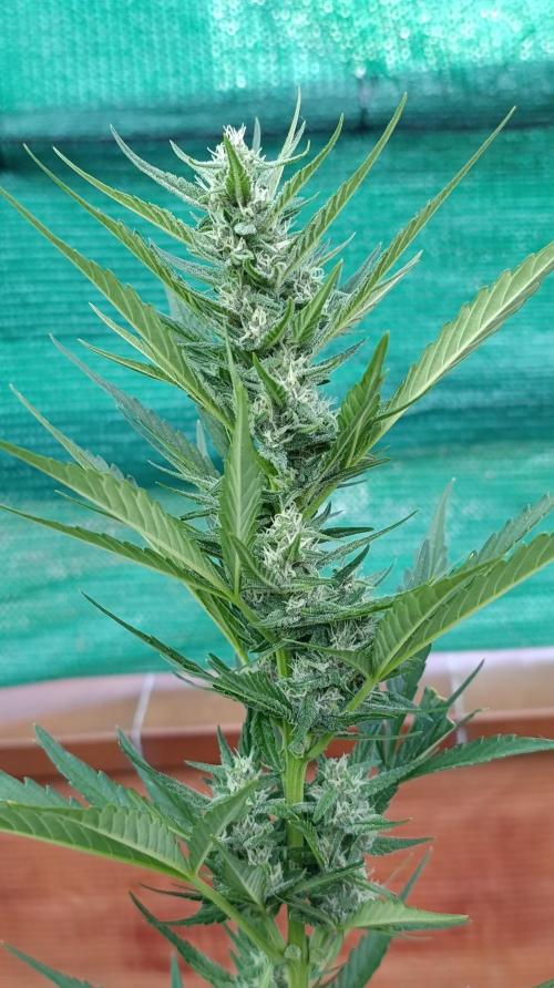 Strawberry Gorilla Rf3 Auto. Week 7