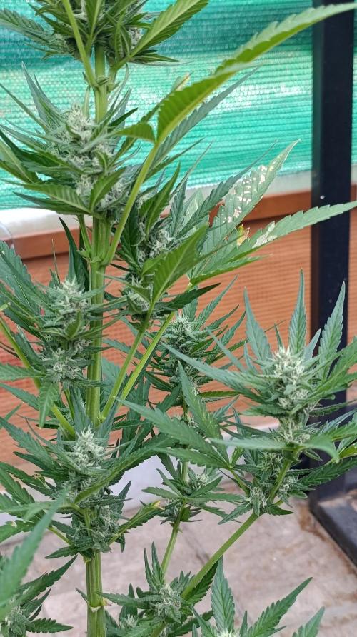 Strawberry Gorilla Rf3 Auto. Week 7
