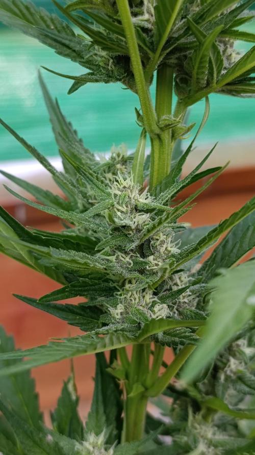 Strawberry Gorilla Rf3 Auto. Week 7
