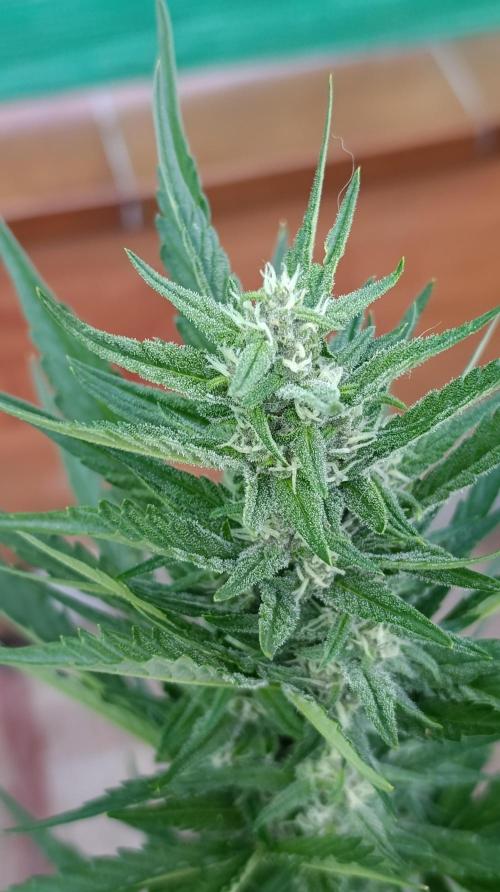 Strawberry Gorilla Rf3 Auto. Week 7