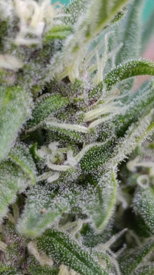 Strawberry Gorilla Rf3 Auto. Week 7
