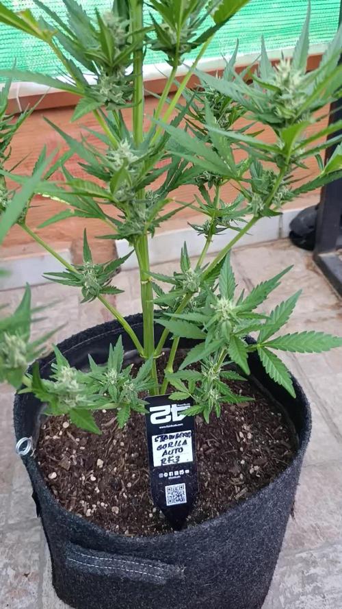 Strawberry Gorilla Rf3 Auto