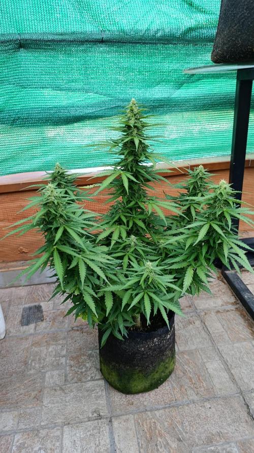 Permanent Marker XXL Auto. Week 11