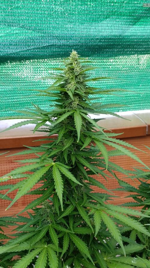 Permanent Marker XXL Auto. Week 11