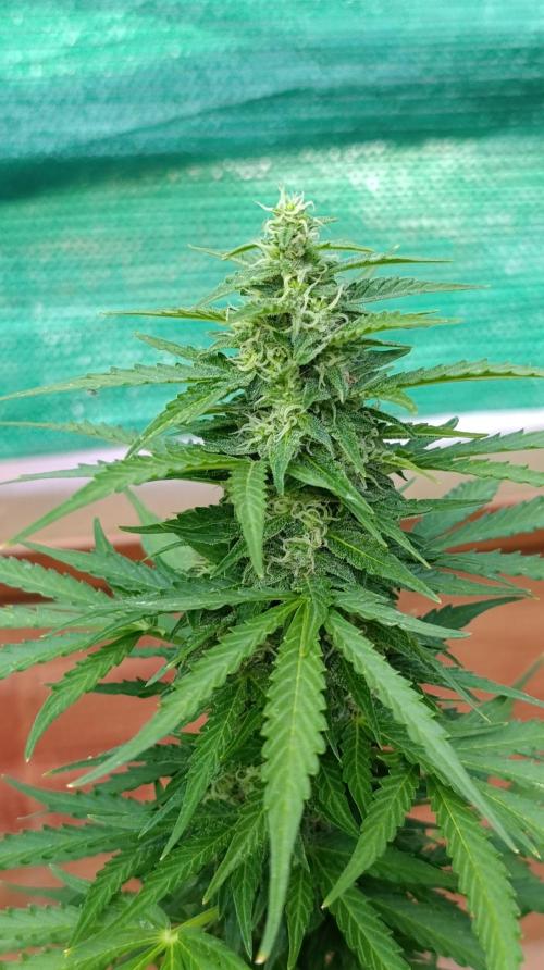 Permanent Marker XXL Auto. Week 11