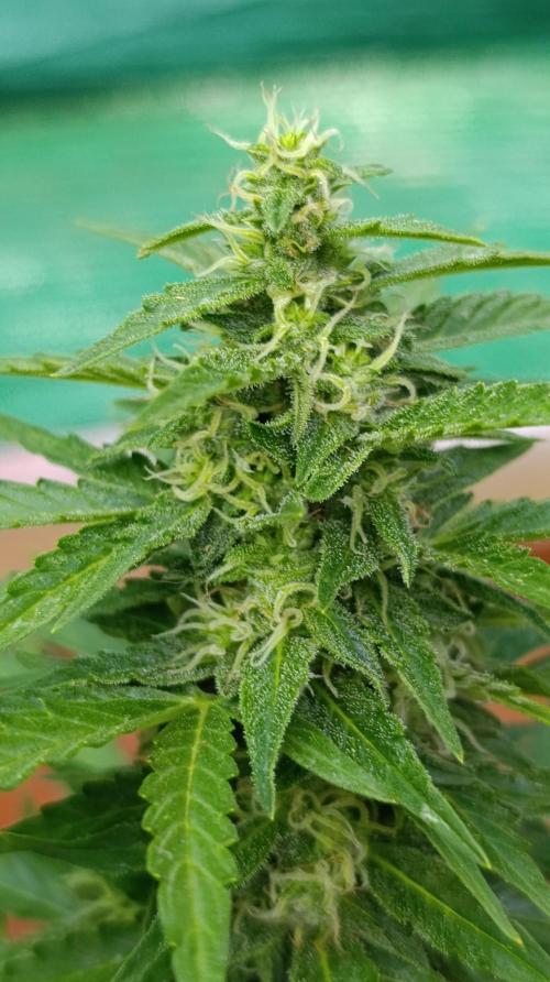 Permanent Marker XXL Auto. Week 11
