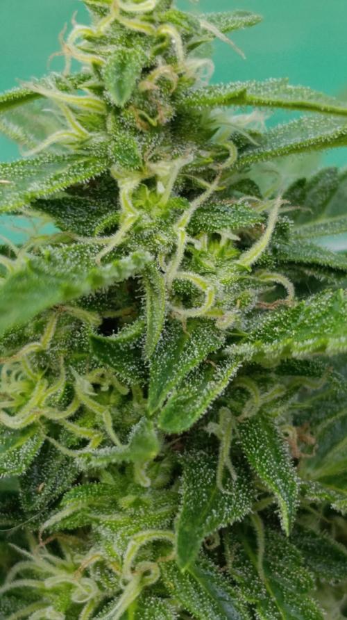 Permanent Marker XXL Auto. Week 11