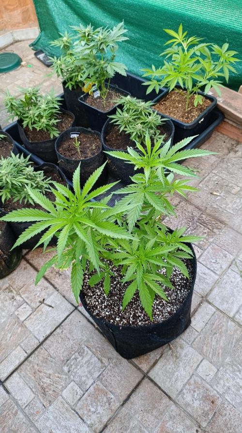 Gello Z & Xpertnutrients. Week 7