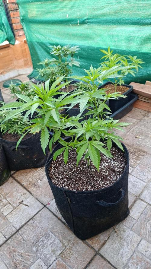 Gello Z & Xpertnutrients. Week 7