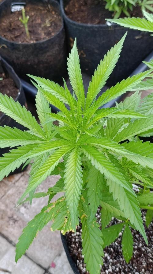 Gello Z & Xpertnutrients. Week 7