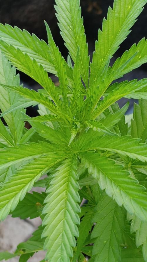 Gello Z & Xpertnutrients. Week 7