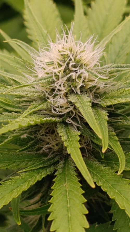 Gelonade. Week 12