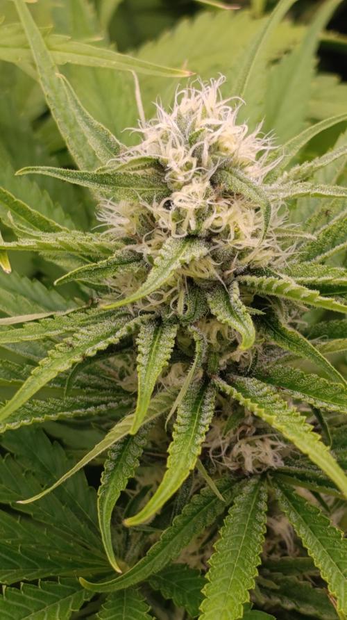 Gelonade. Week 12