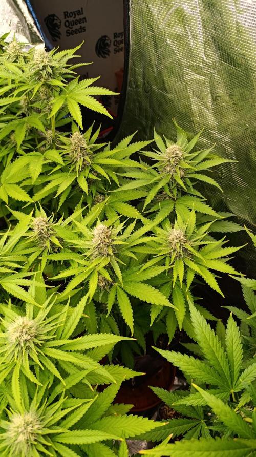 Pink Guava F1 FV. Week 12