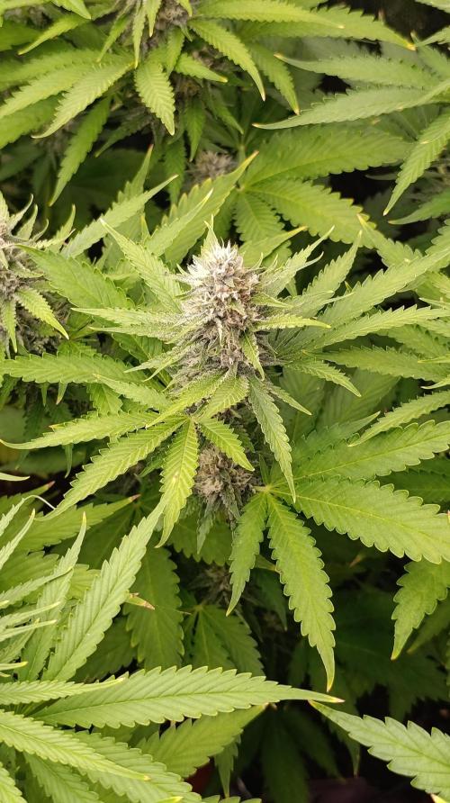 Pink Guava F1 FV. Week 12