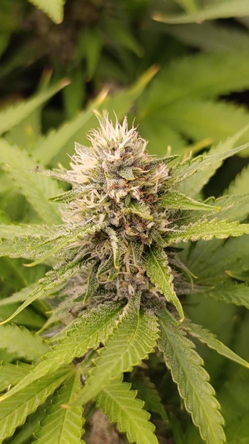 Pink Guava F1 FV. Week 12