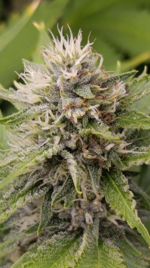 Pink Guava F1 FV. Week 12