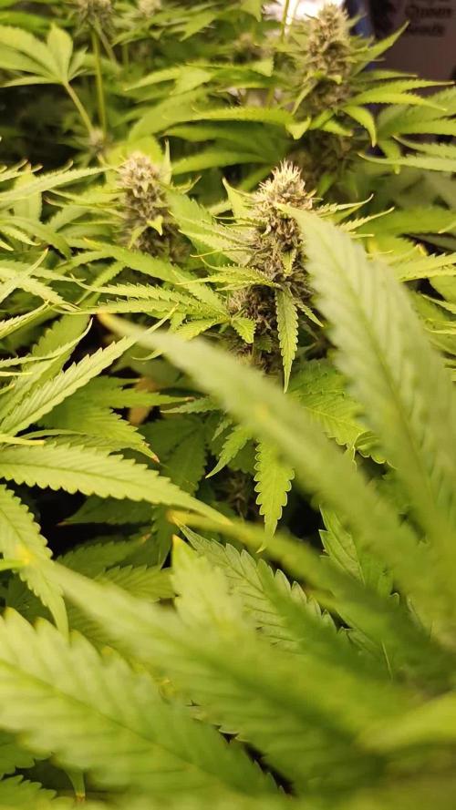 Pink Guava F1 FV