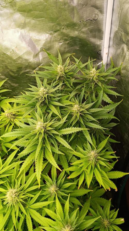 Super Lemon Cherry. Week 11
