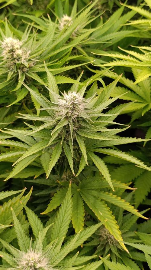 Super Lemon Cherry. Week 11