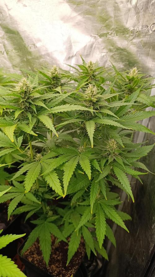 Super Lemon Cherry. Week 11