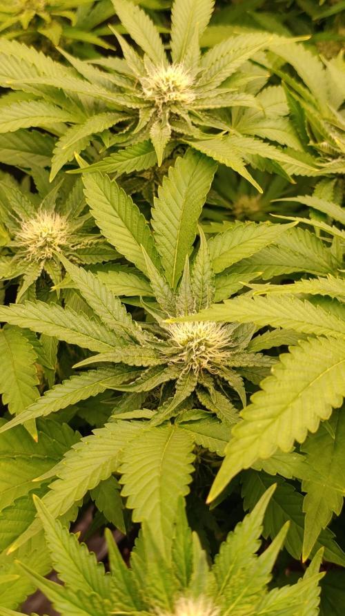 Super Lemon Cherry. Week 11