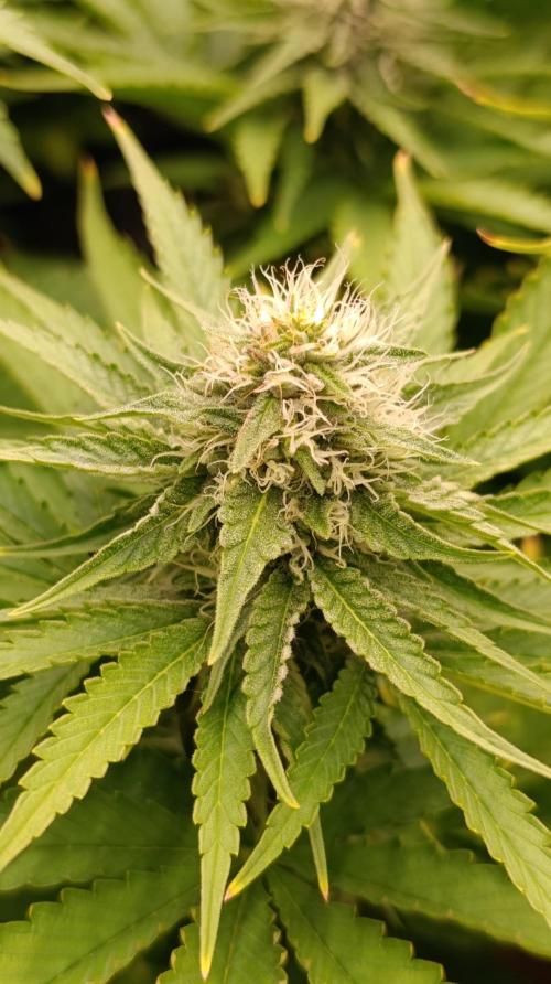 Super Lemon Cherry. Week 11
