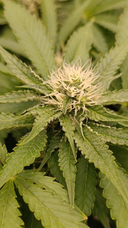 Super Lemon Cherry. Week 11