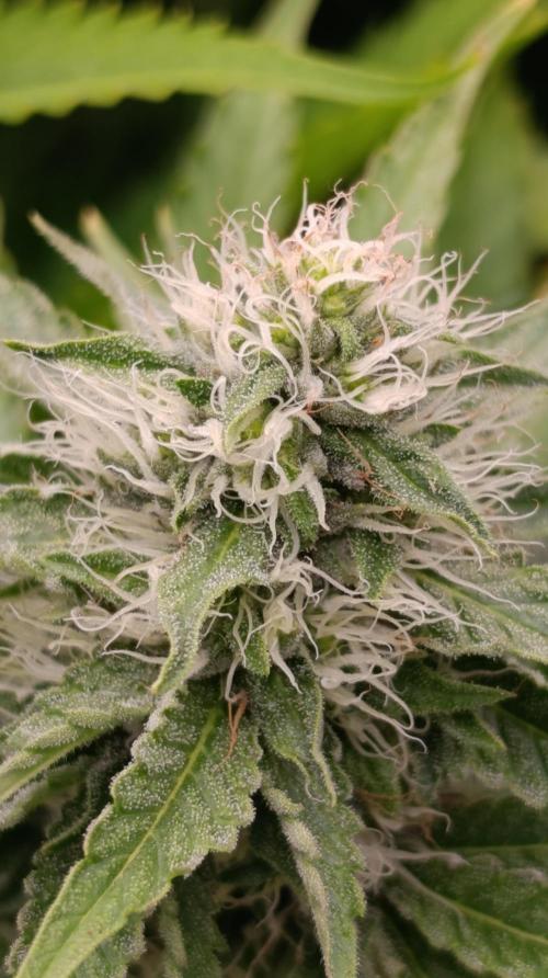 Super Lemon Cherry. Week 11
